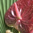 Flor Artificial Haste Antúrio 3d | Linha Permanente Formosinha